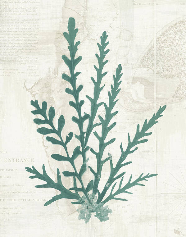 Pacific Sea Mosses III by Wild Apple Portfolio