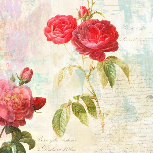 Redouté Roses II - by Pierre-Joseph