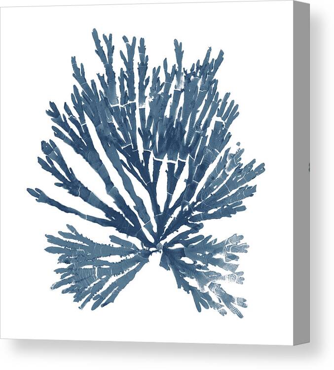 Pacific Sea Mosses Blue on White II – by Wild Apple Portfolio